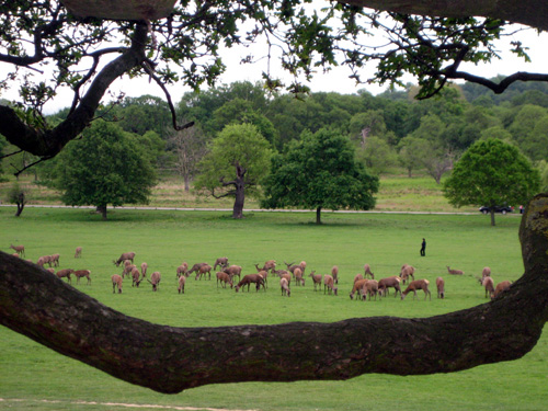 Deer in Richmond Park