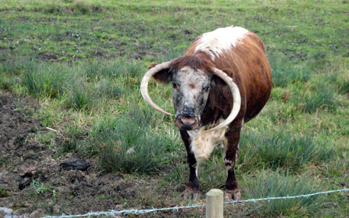 Cows roam in Hackney!