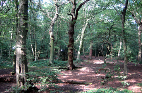 Highgate Wood