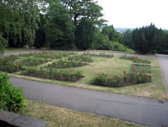 Rose Garden