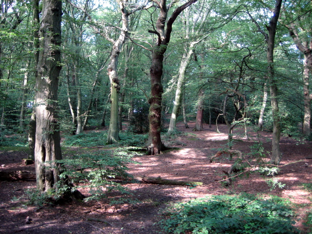 HIghgate Wood