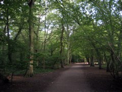 Highgate Wood