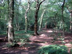 HIghgate Wood