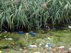 More delights from the New River Walk