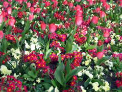 Red flowers