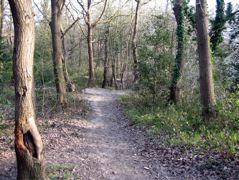 Biggin Wood