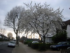 Trees in the suburbs