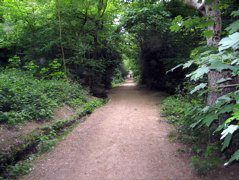 Deep in Wimbledon Common