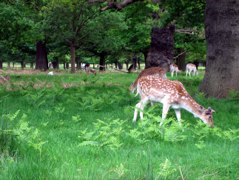 Lovely deer