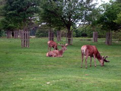 Red deer