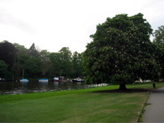 The Thames approaching Richmond