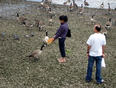 Geese can be dangerous