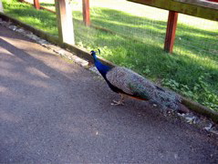 Peacock