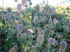 Thistles