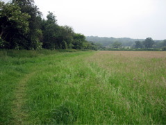 Field