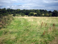 Barnet Fields