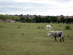 Obligatory LOOP horse