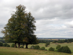 Last field before Lunch