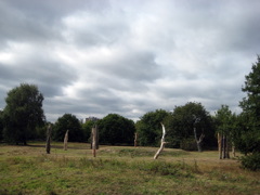 Field - Hainault Country Park