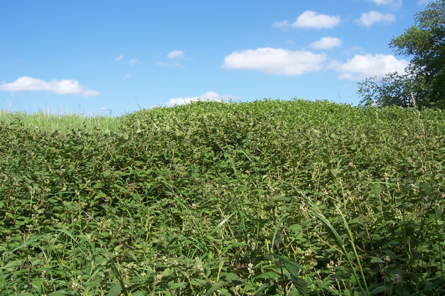 Lovely Nettle Field