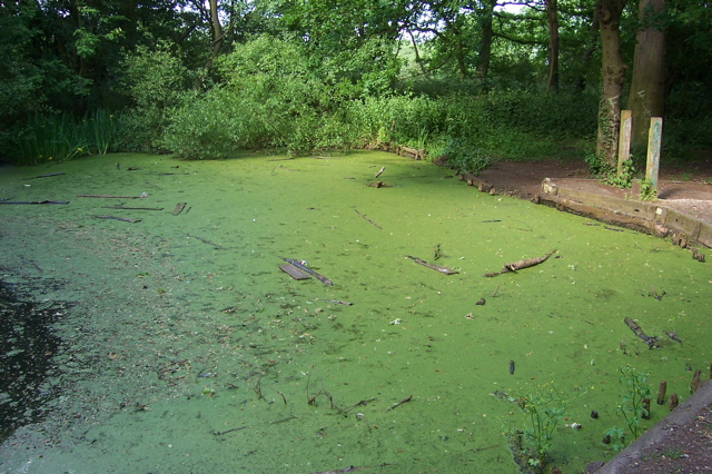 The pond had seen better days