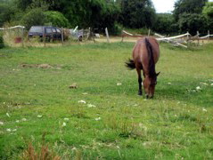 Horse