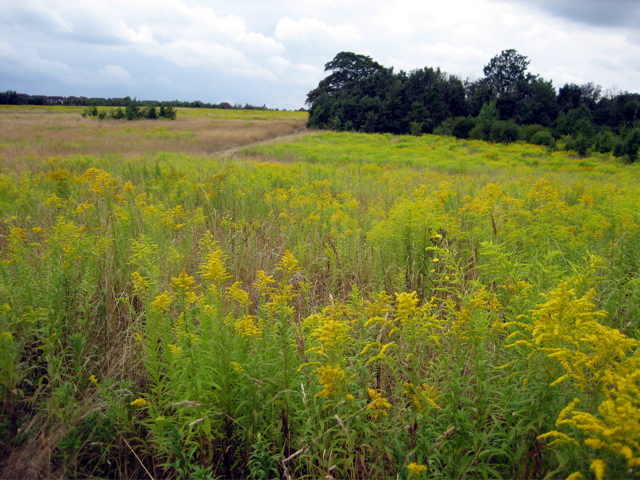 Ahh the fields of Gold