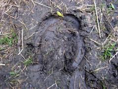 Horse Print