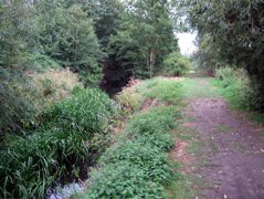 Still on the Hogsmill