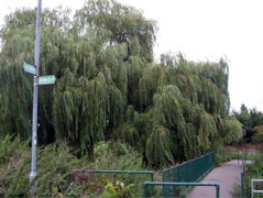 Arriving in Suburbia