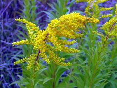 Pretty yellow flower