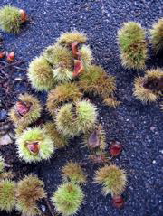 Chestnuts