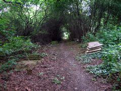 Paving slabs on path.